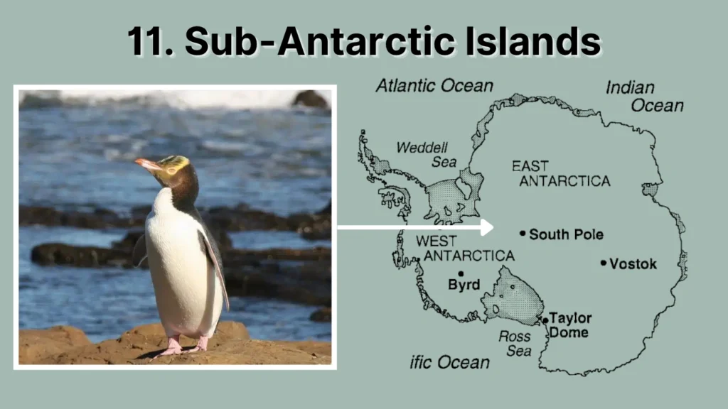 11. Sub-Antarctic Islands