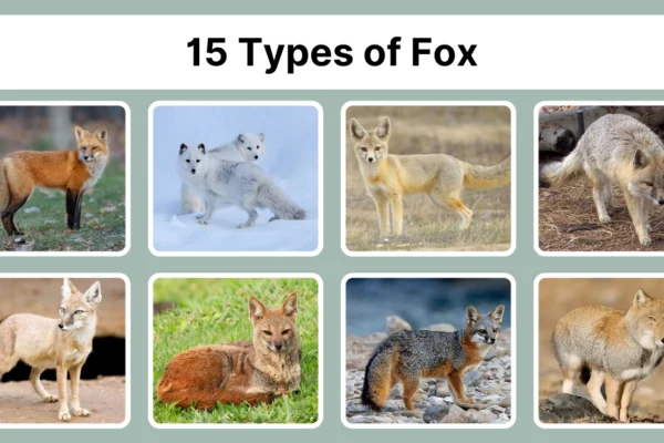 15 Types of Fox Unique Species, Traits, and Habitats