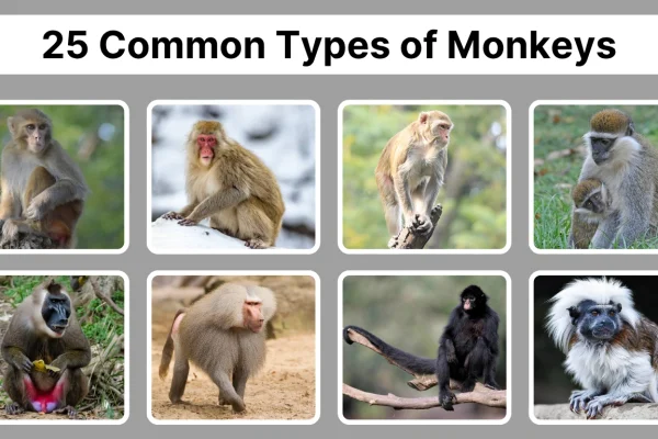 25 Common Types of Monkeys Identification With Pictures
