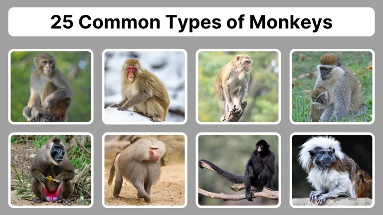 25 Common Types of Monkeys: Identification With Pictures
