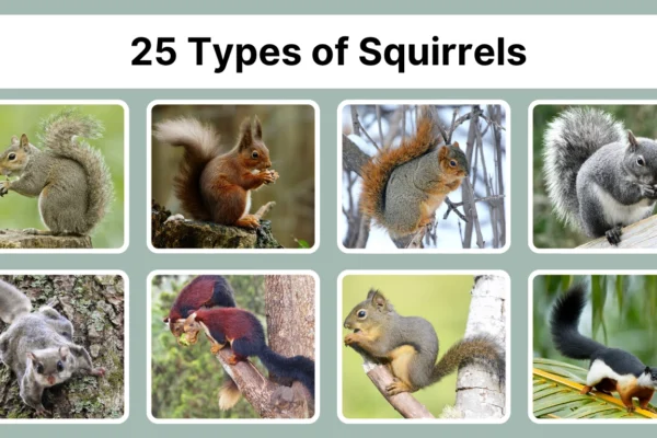 25 Types of Squirrels Identification with Pictures 