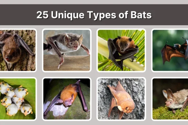 25 Unique Types of Bats  Identification with Pictures