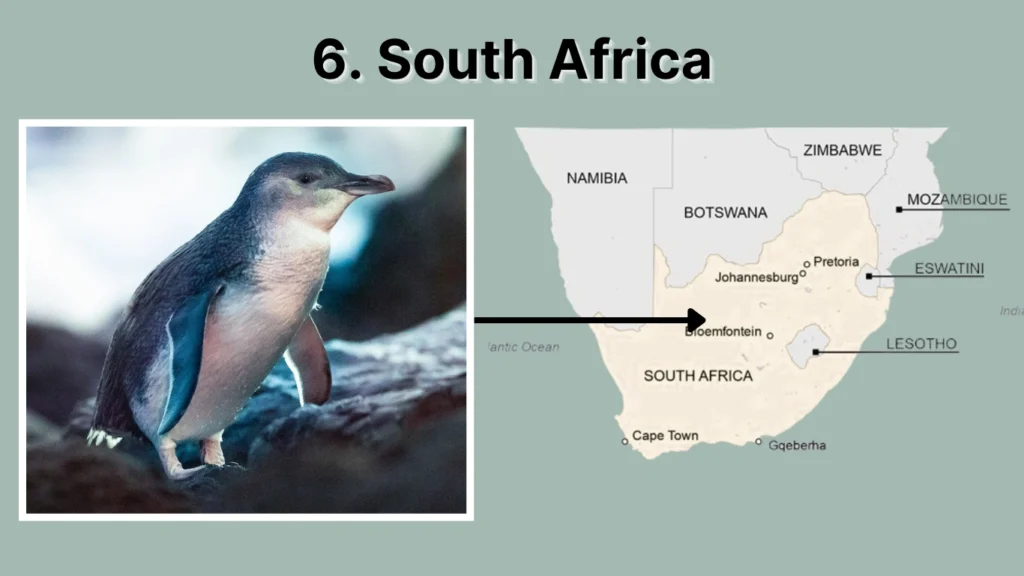 6. South Africa