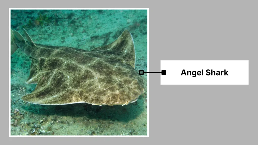 Angel Shark