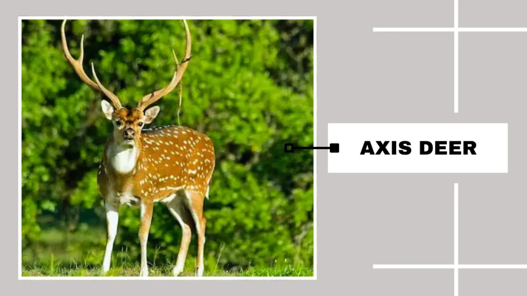 Axis Deer