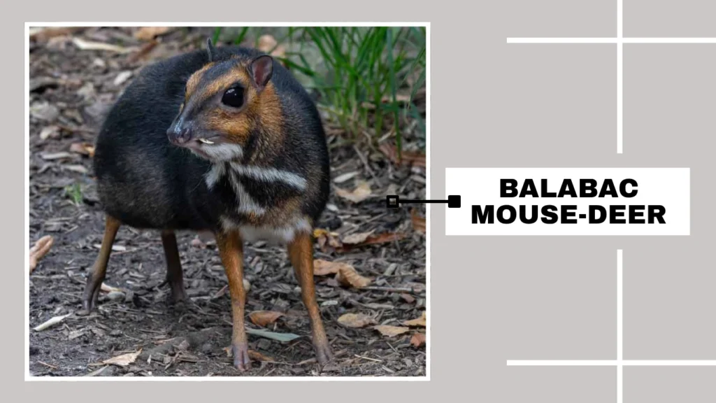 Balabac Mouse-deer
