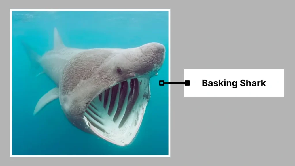 Basking Shark