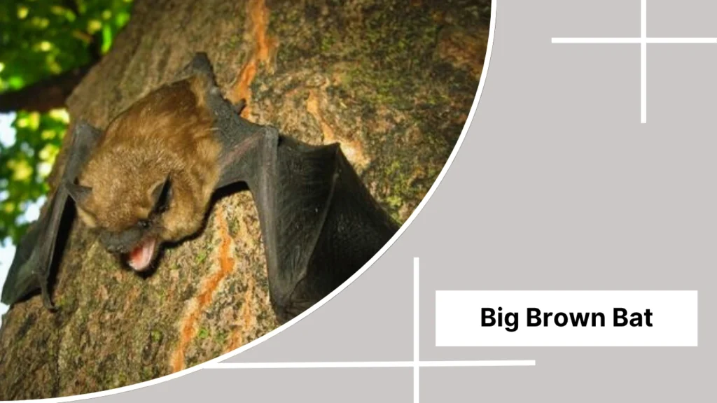 Big Brown Bat