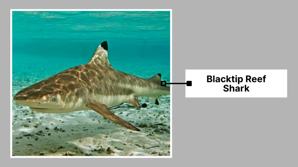 Blacktip Reef Shark