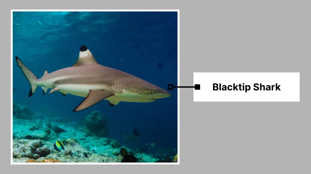 Blacktip Shark