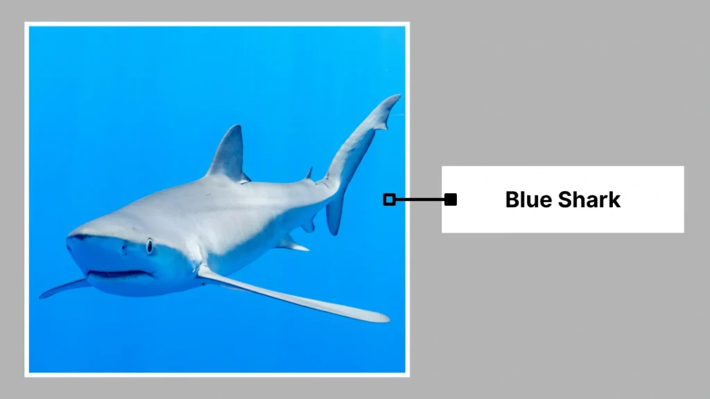 Blue Shark