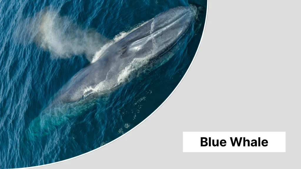 Blue Whale