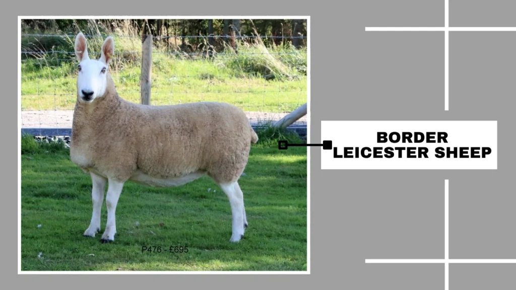 Border Leicester Sheep