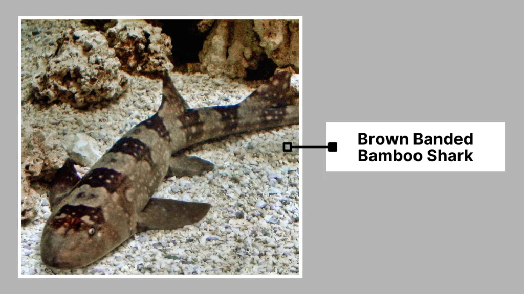 Brown Banded Bamboo Shark