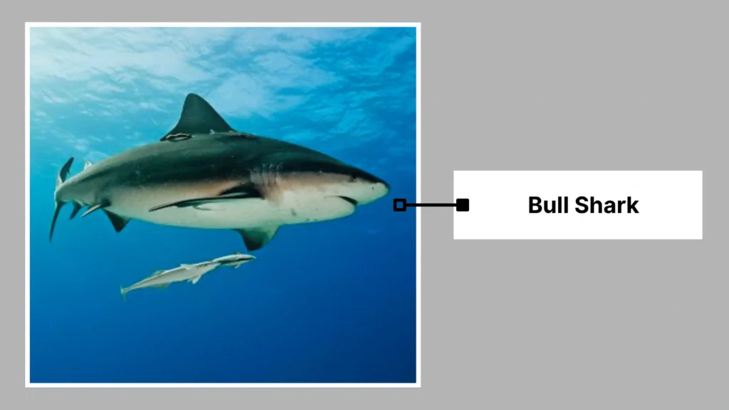 Bull Shark