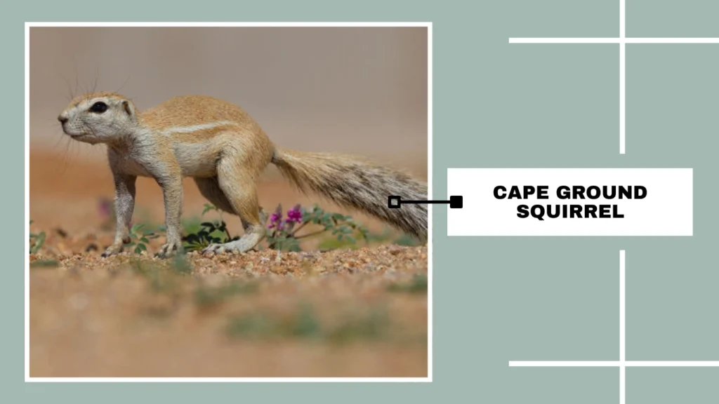 Cape Ground Squirrel