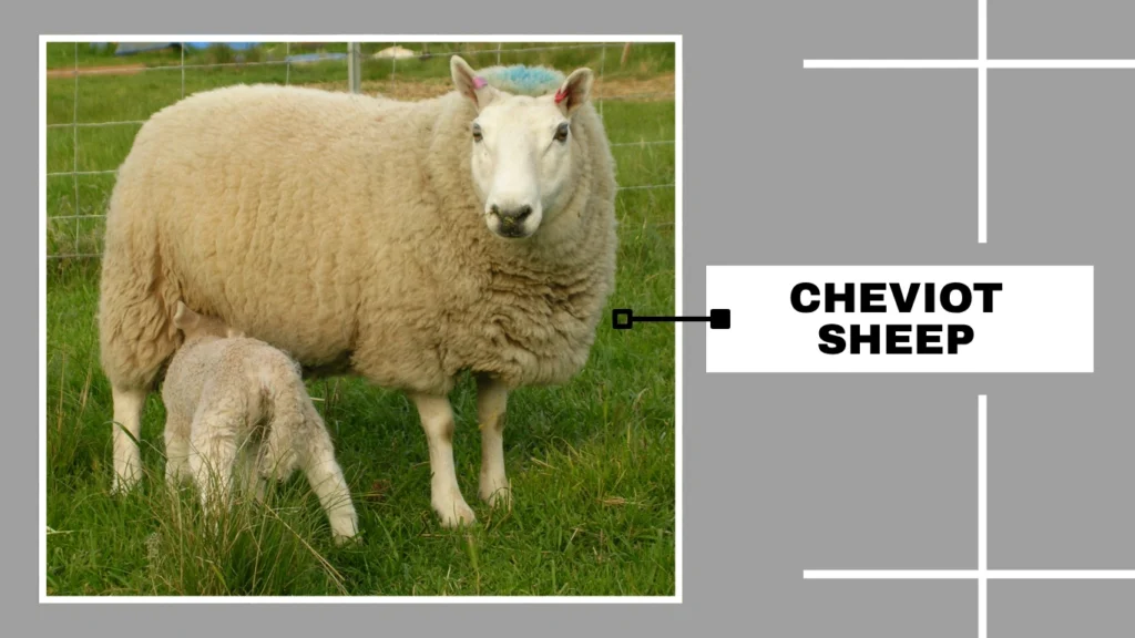 Cheviot Sheep