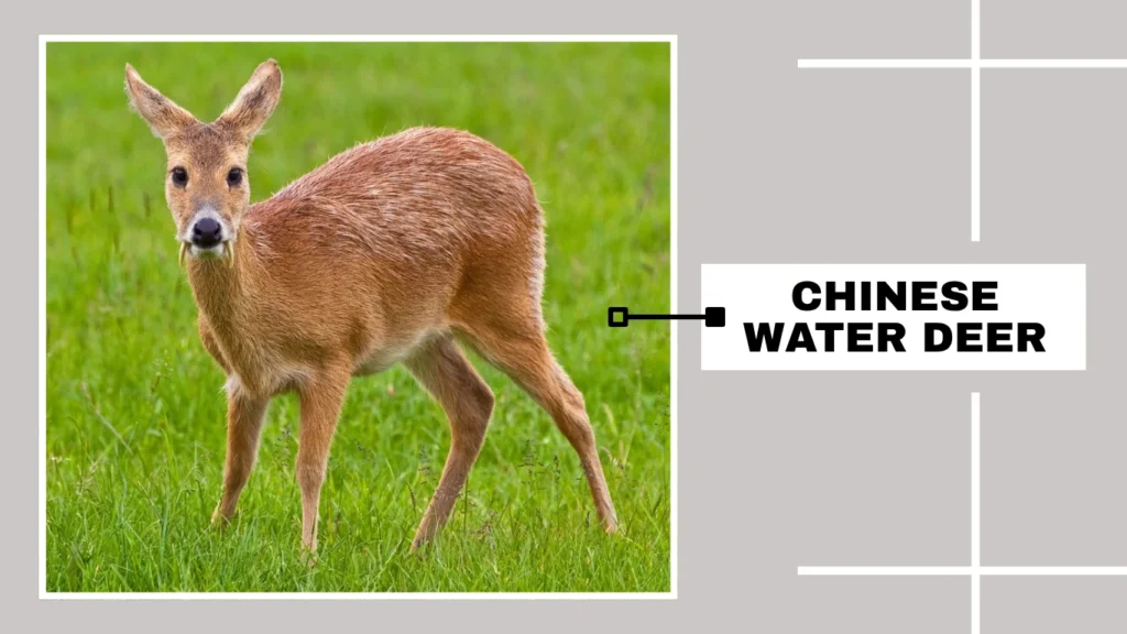 Chinese Water Deer