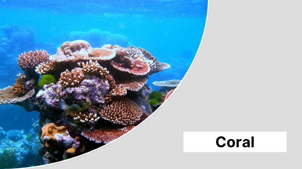 Coral