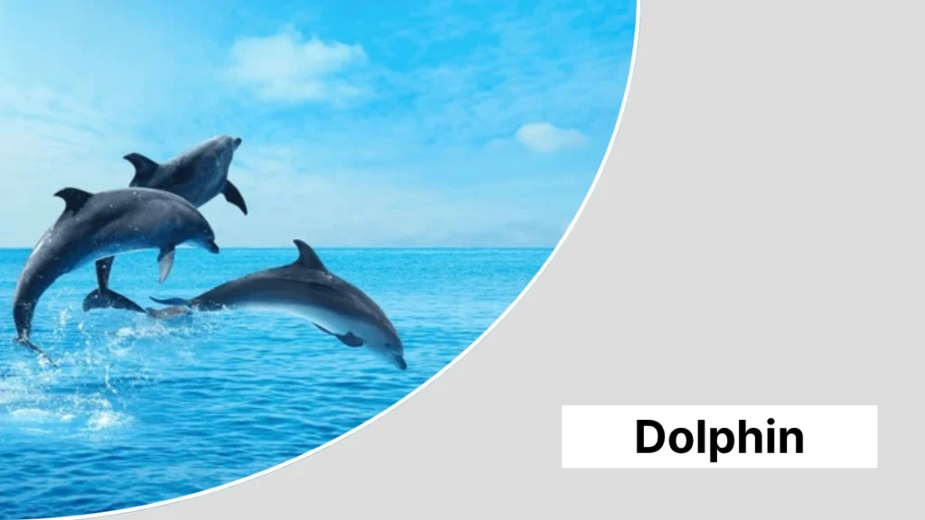 Dolphin