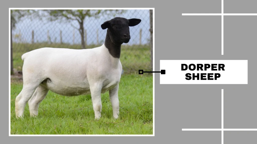 Dorper Sheep