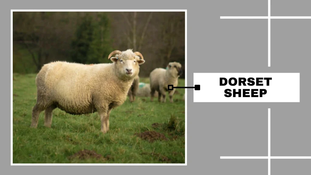 Dorset Sheep