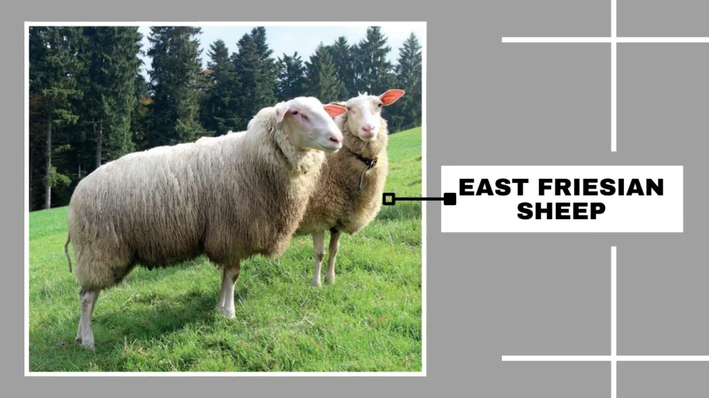 East Friesian Sheep