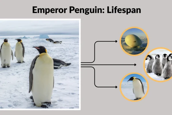 Emperor Penguin: Lifespan, Habitat, Father’s Role, Size & Height 