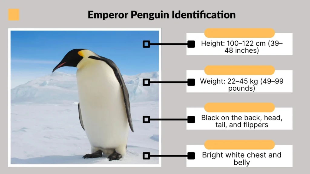 Emperor Penguin Identification