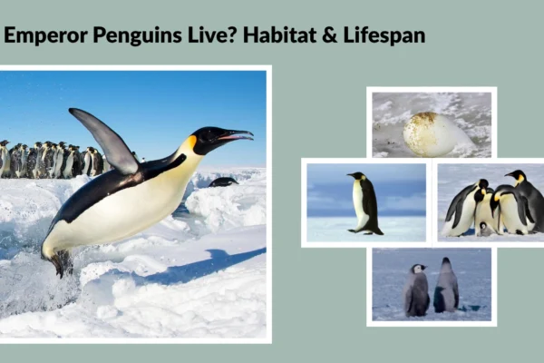Emperor Penguins Live Habitat & Lifespan