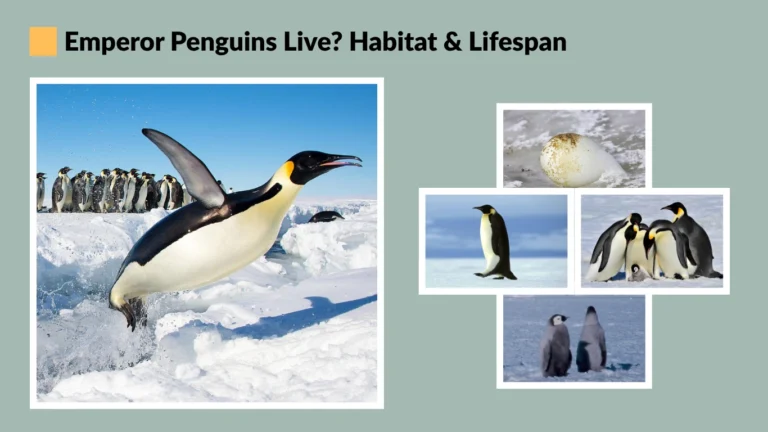 Emperor Penguins Live Habitat & Lifespan