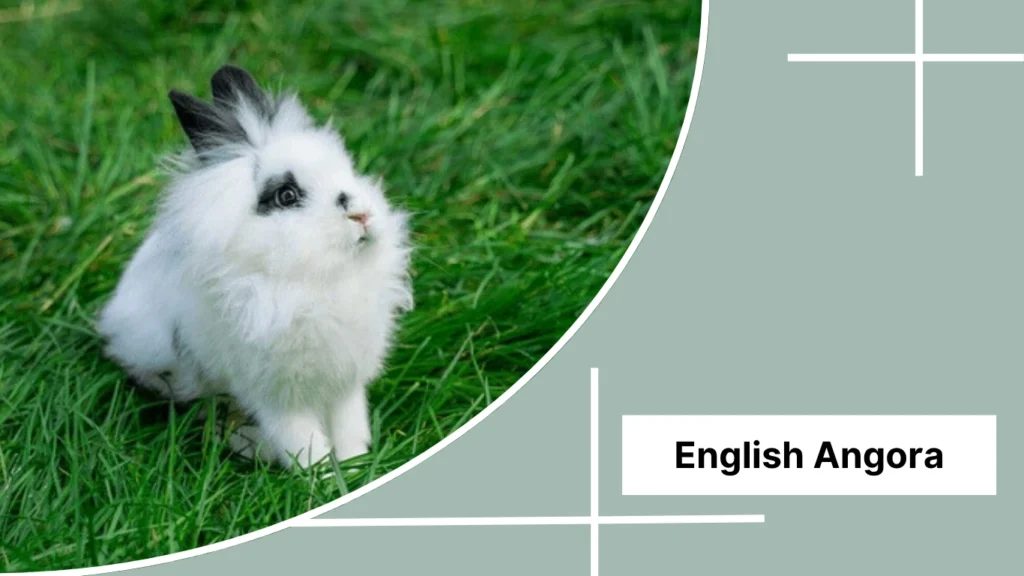 English Angora
