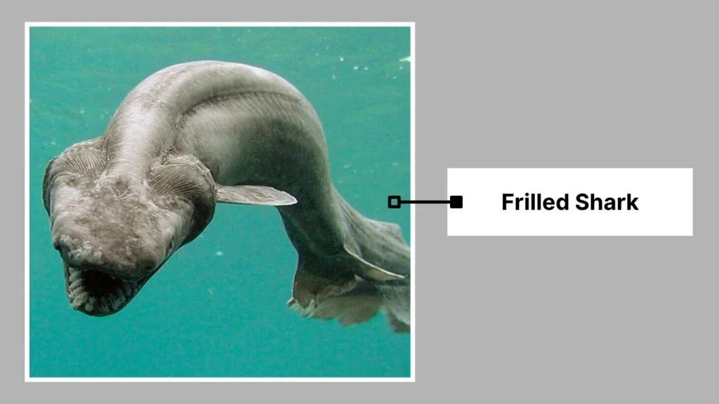 Frilled Shark