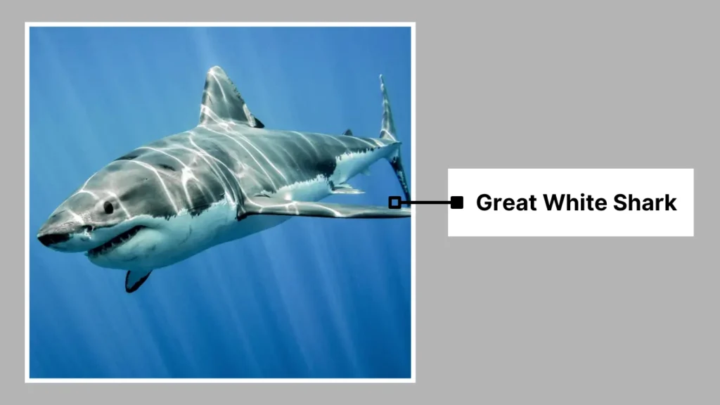 Great White Shark