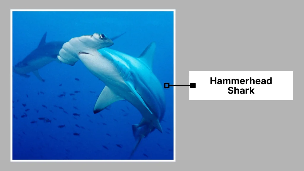 Hammerhead Shark
