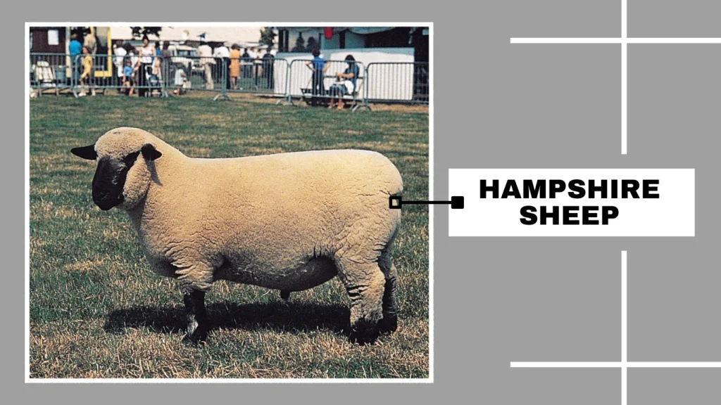 Hampshire Sheep