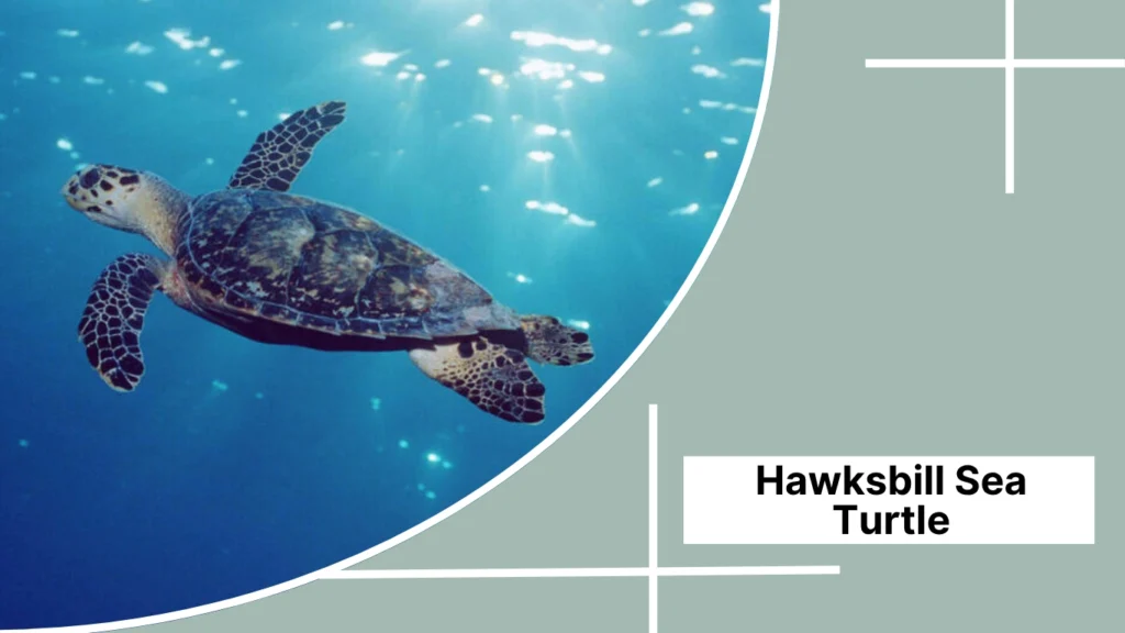 Hawksbill Sea Turtle