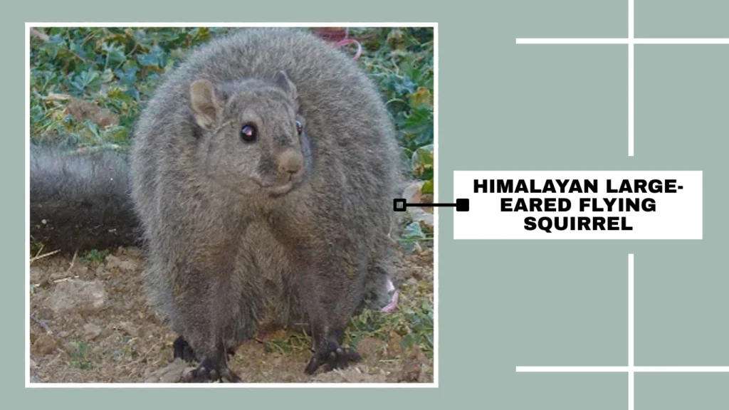 Himalayan Large-eared Flying Squirrel
