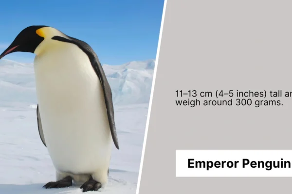 How Tall Is an Emperor Penguin Identification With Pictures