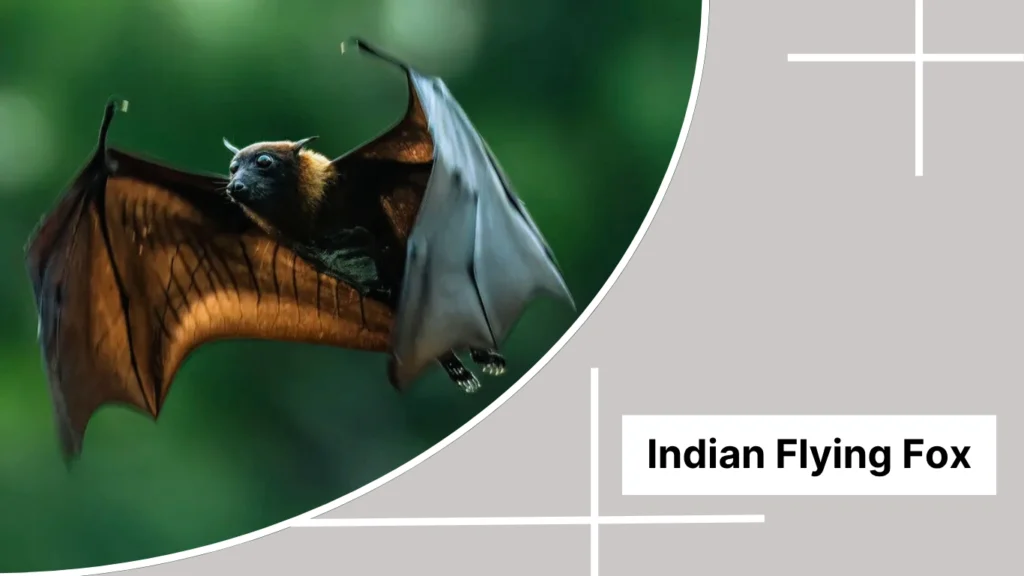 Indian Flying Fox