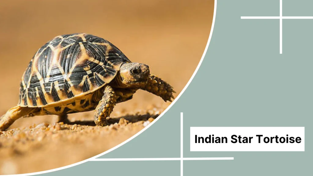 Indian Star Tortoise