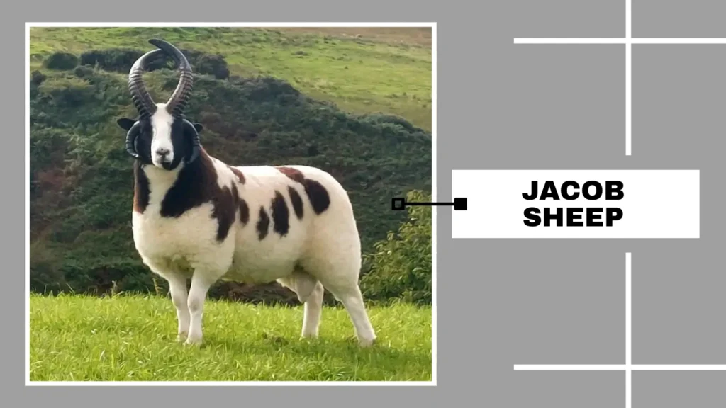 Jacob Sheep