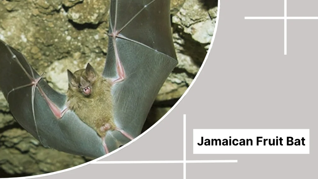 Jamaican Fruit Bat
