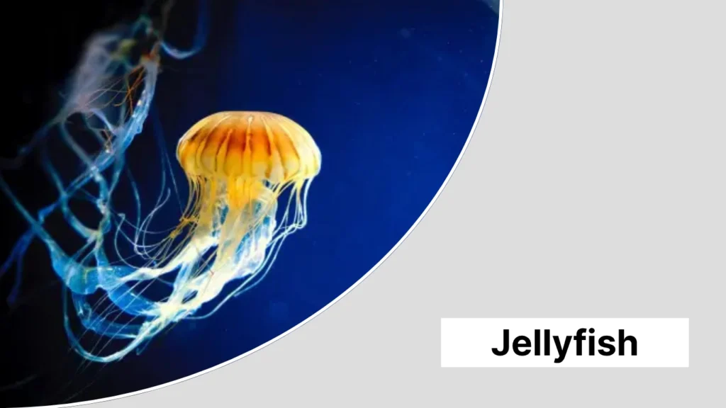 Jellyfish
