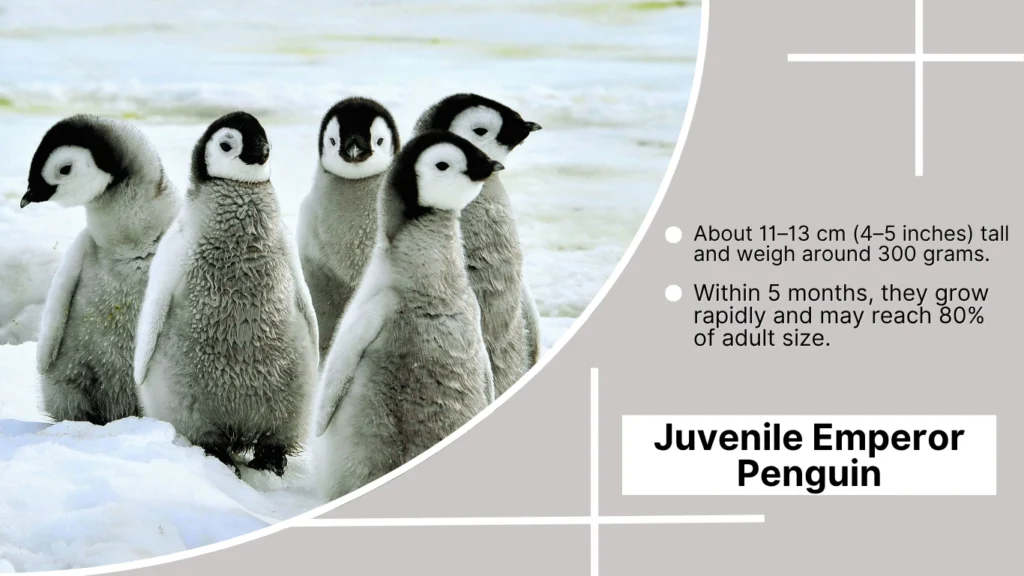 Juvenile Emperor Penguin