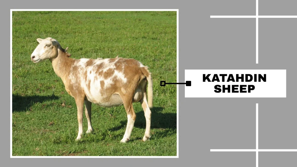 Katahdin Sheep