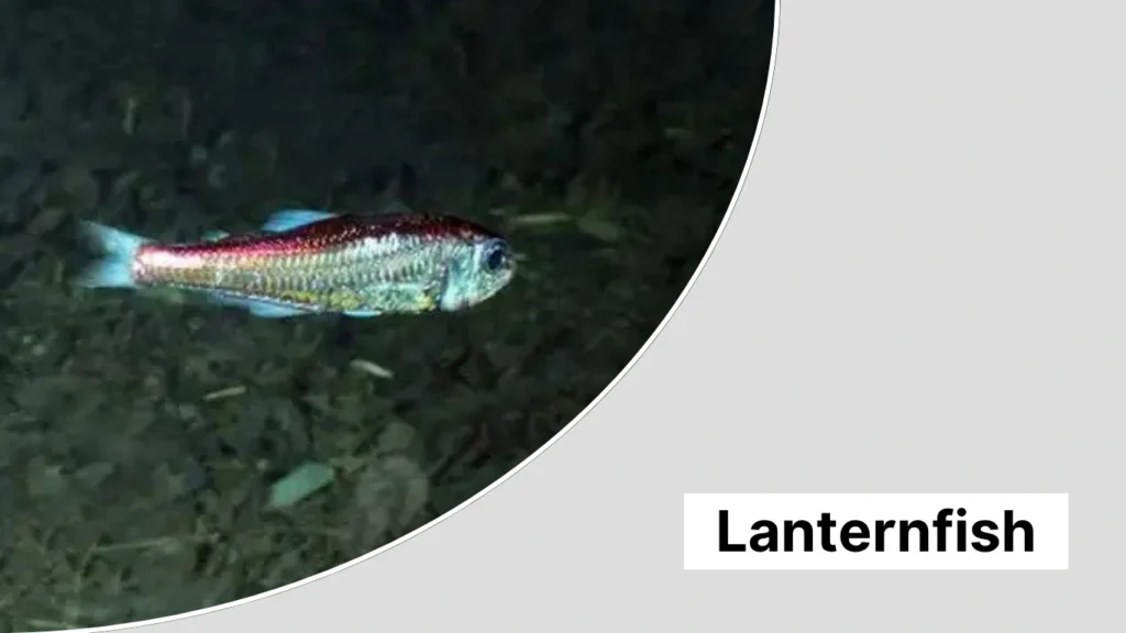 Lanternfish