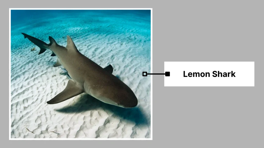 Lemon Shark