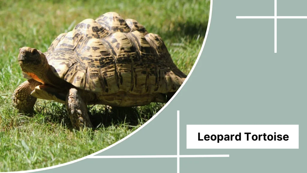 Leopard Tortoise