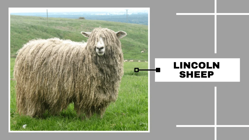 Lincoln Sheep